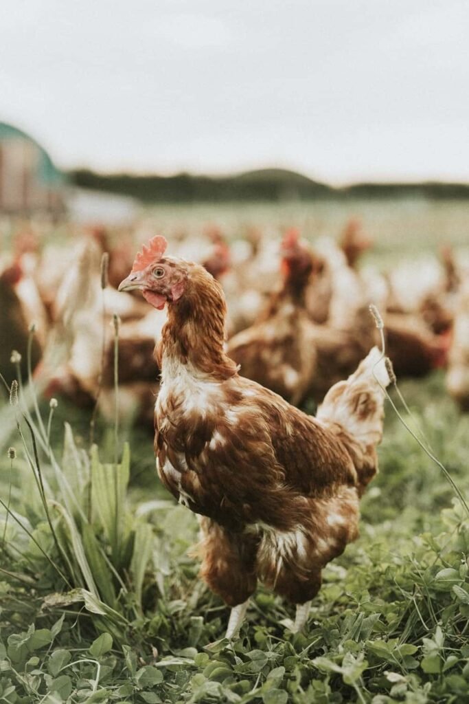 distribuidor de huevos frescos n°1 en Cadiz